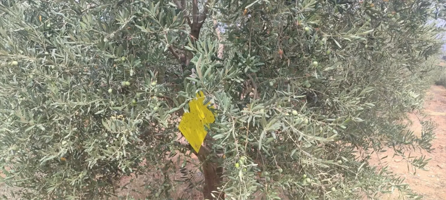Zeytin Sineğine İlaçlama Uyarısı