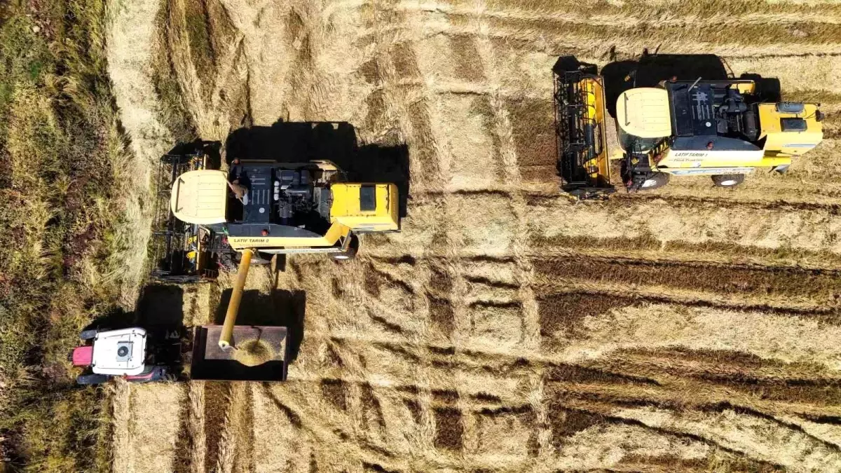 Diyarbakır’da Karacadağ Pirinci Hasadı Başladı