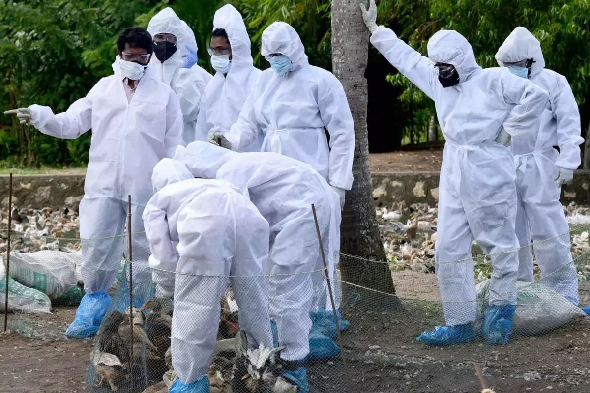 Almanya’da Kuş Gribi İtidafları 500 Bini Geçti