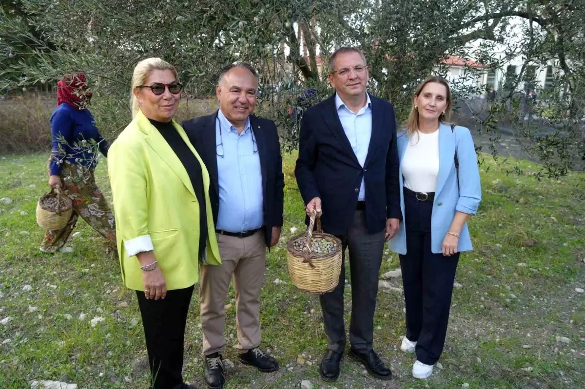 Ayvalık’ta Zeytin Hasadı ve İhracat Hedefleri