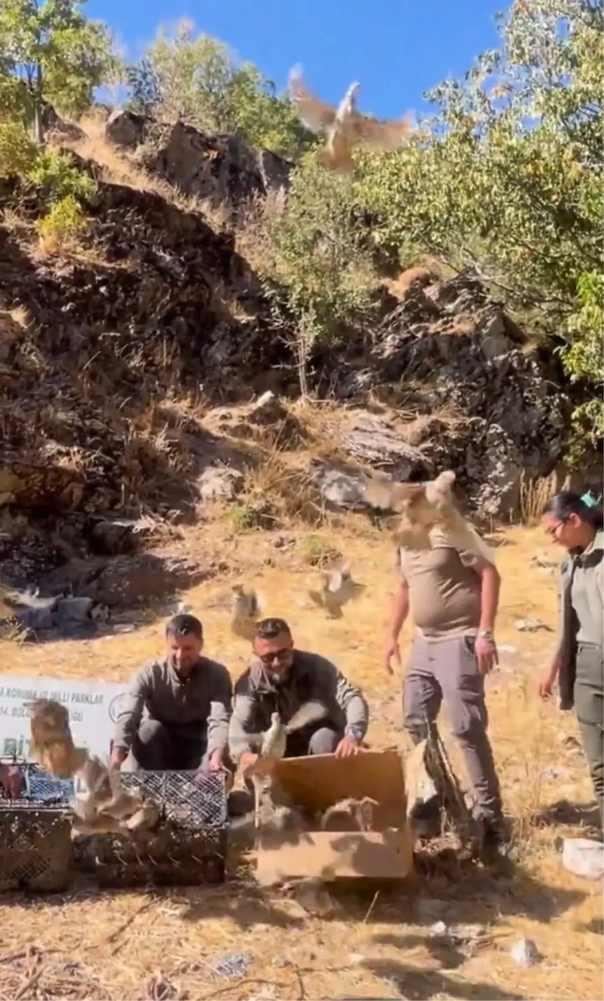 Bitlis’te 90 Kınalı Keklik Doğaya Salındı
