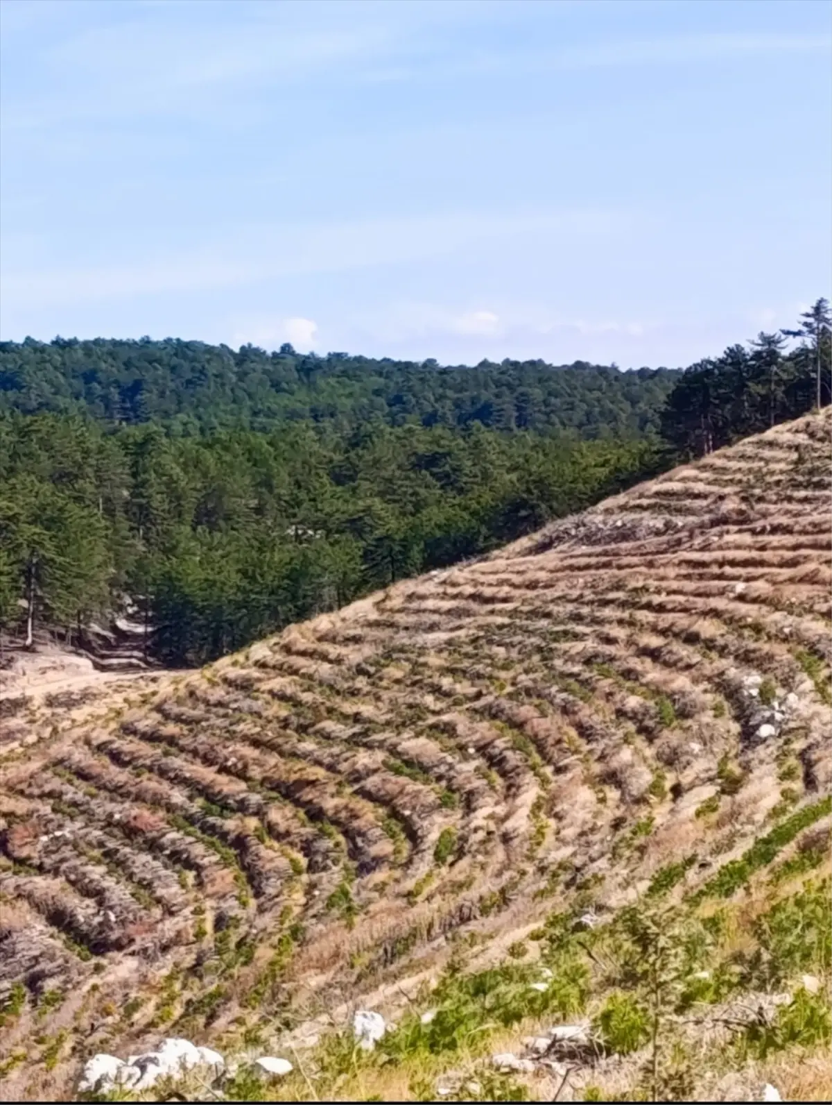 Nallıhan’da Yangın Sonrası 2 Milyon Fidan Dikildi