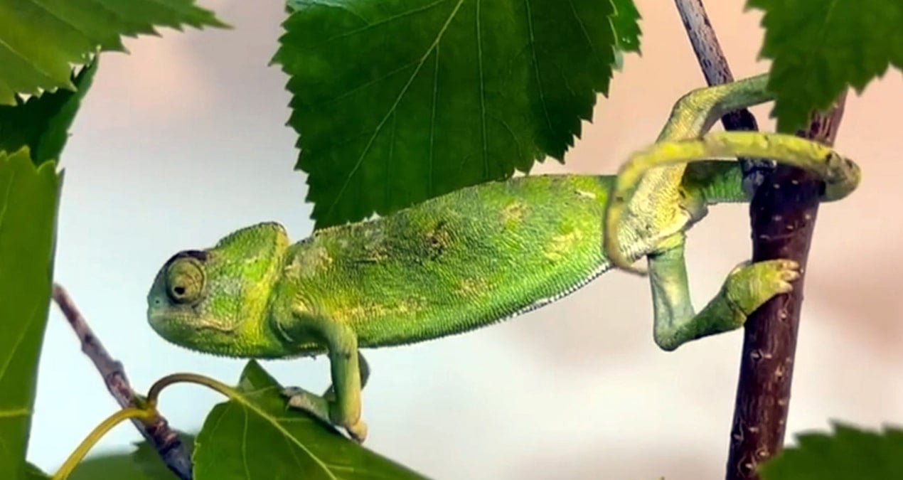 Benzersiz canlı çözüldü: Telefon kablosu gibi çalışıyor