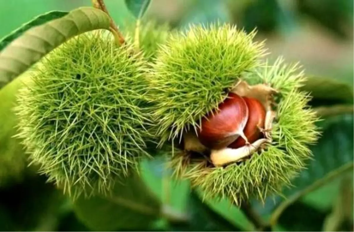 Düzce’de Kapama Kestane Bahçesi Projesi Başvuruları Başladı