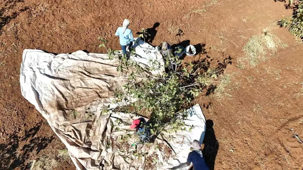 İdil’de Fıstık Hasadı Umut Aşıladı