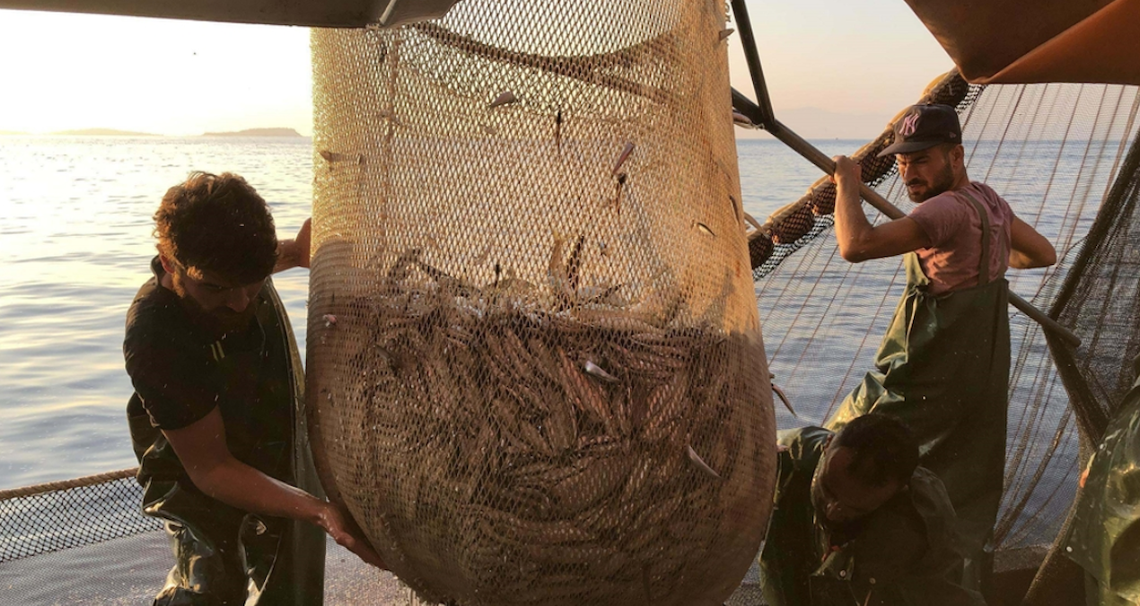 Hamsi Karadeniz’i terk etti: Tezgâhlarda fiyatlar uçuşa geçti
