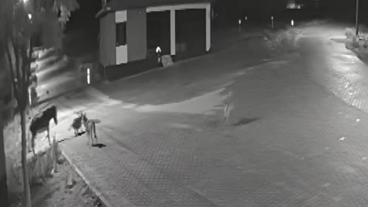 Konya’da aç kalıp mahalleye inen kurtlar eşeği parçaladı