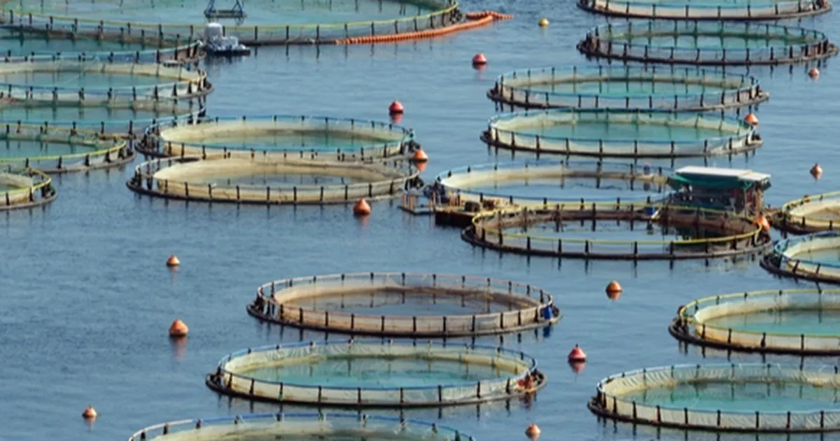 Türkiye, Akdeniz ve Karadeniz su ürünlerinde lider konumda